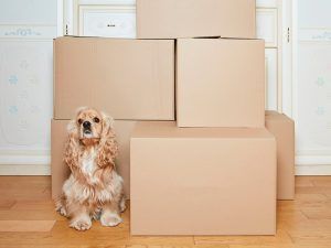 Mudanzas con perros