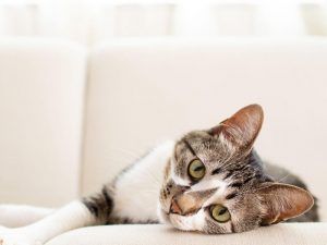 Consejos para hacer la mudanza con un gato